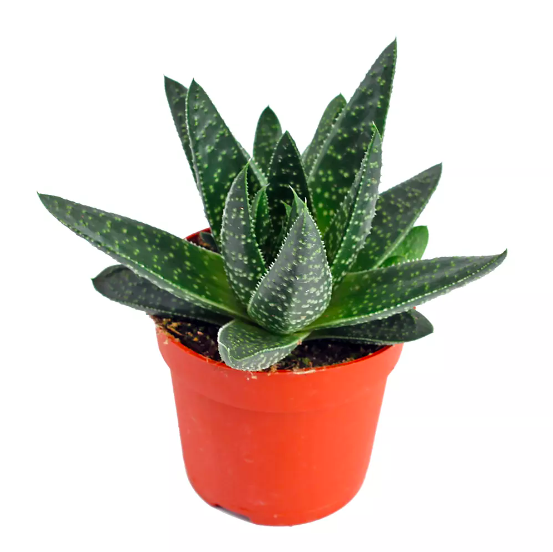 Гастерия Аполло (Gasteria Apollo) D5см