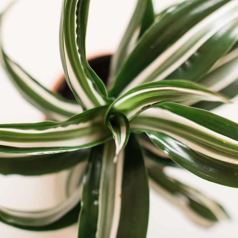Драцена Вайт Страйп (Dracaena Fragrans White Stripe) D12см