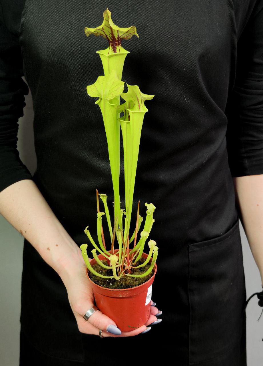 Саррацения Флава (Sarracenia Flava) D9см