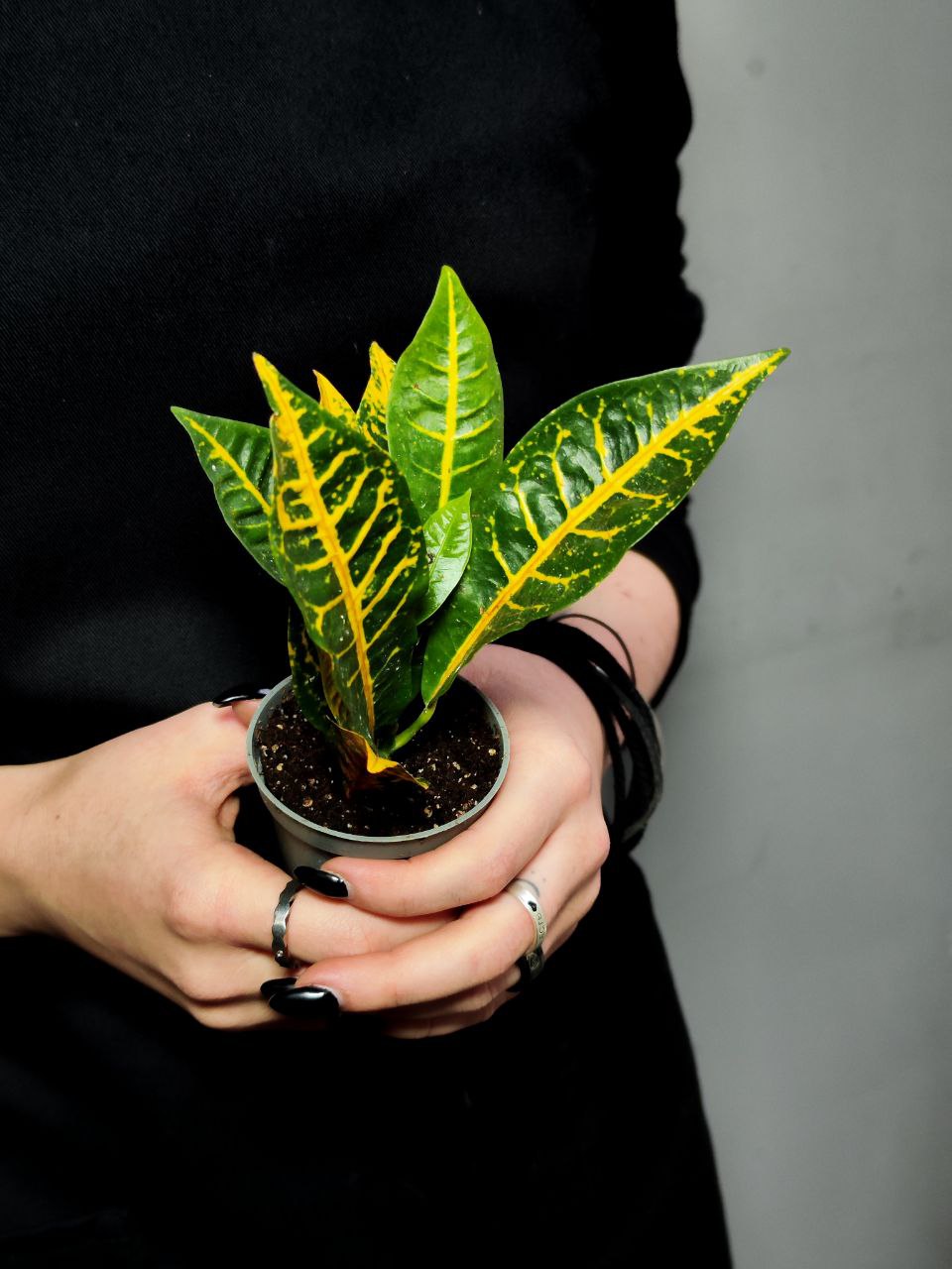 Кодиеум Моар Йеллоу (Codiaeum Moar Yellow) D6см