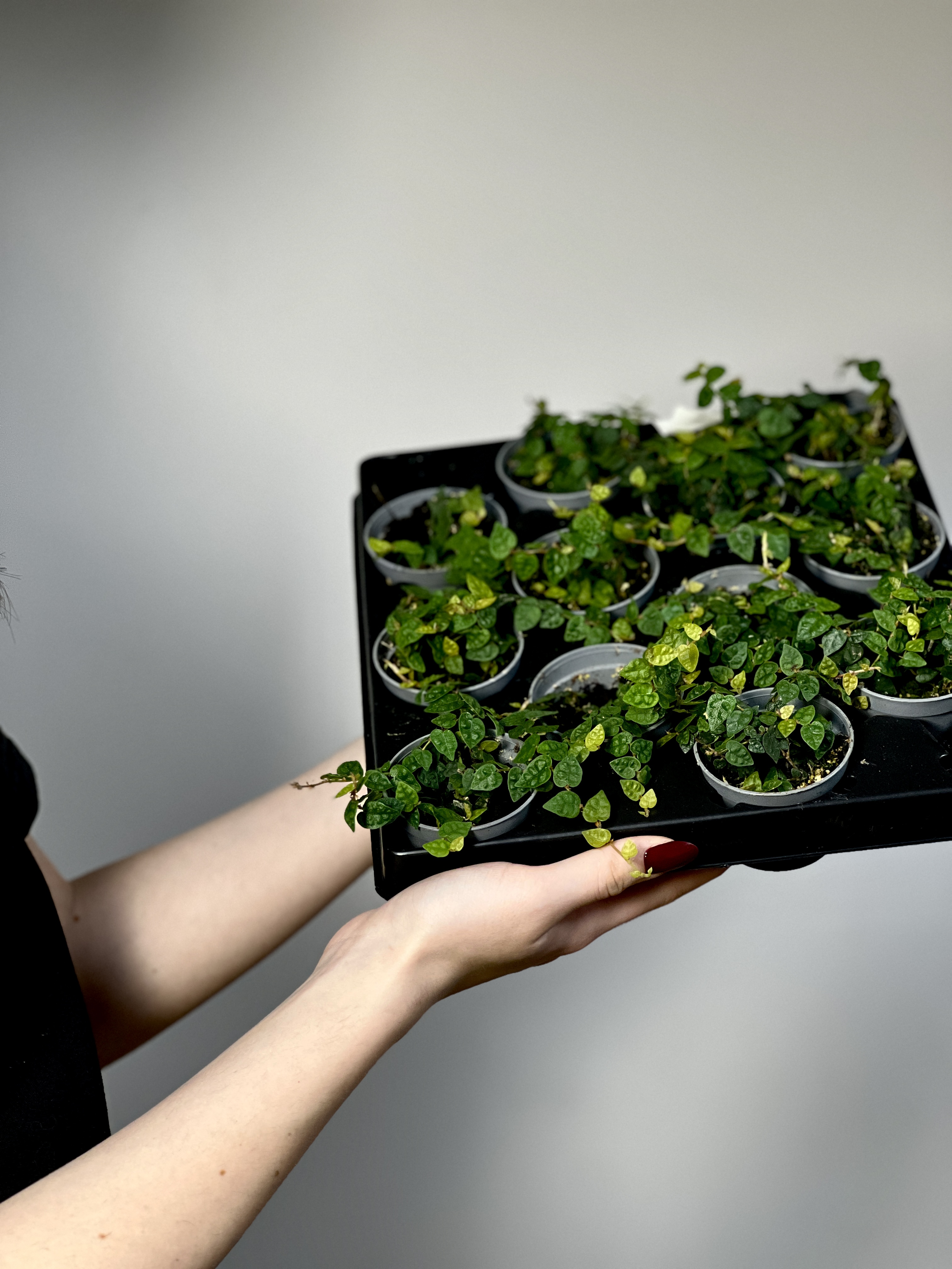 Фикус Пумила Минима (Ficus Pumila Minima) D6см
