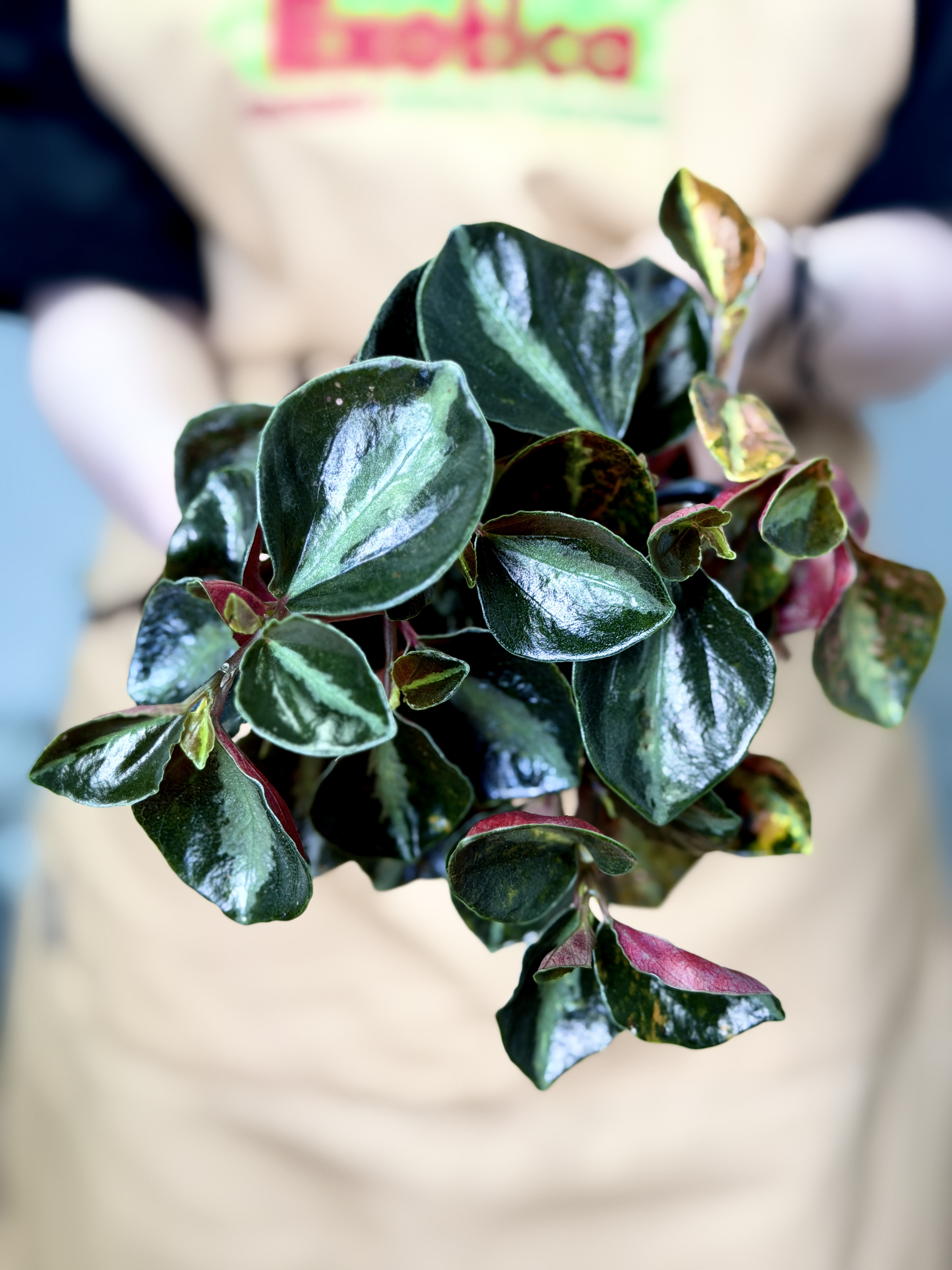 Пеперомия Крем Брюле (Peperomia Creme Brulee) D8см