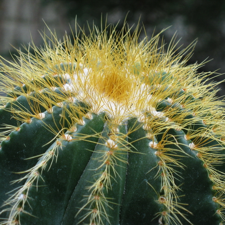 Нотокактус Магнификус Груп (Notocactus Mafnificus group) D5см