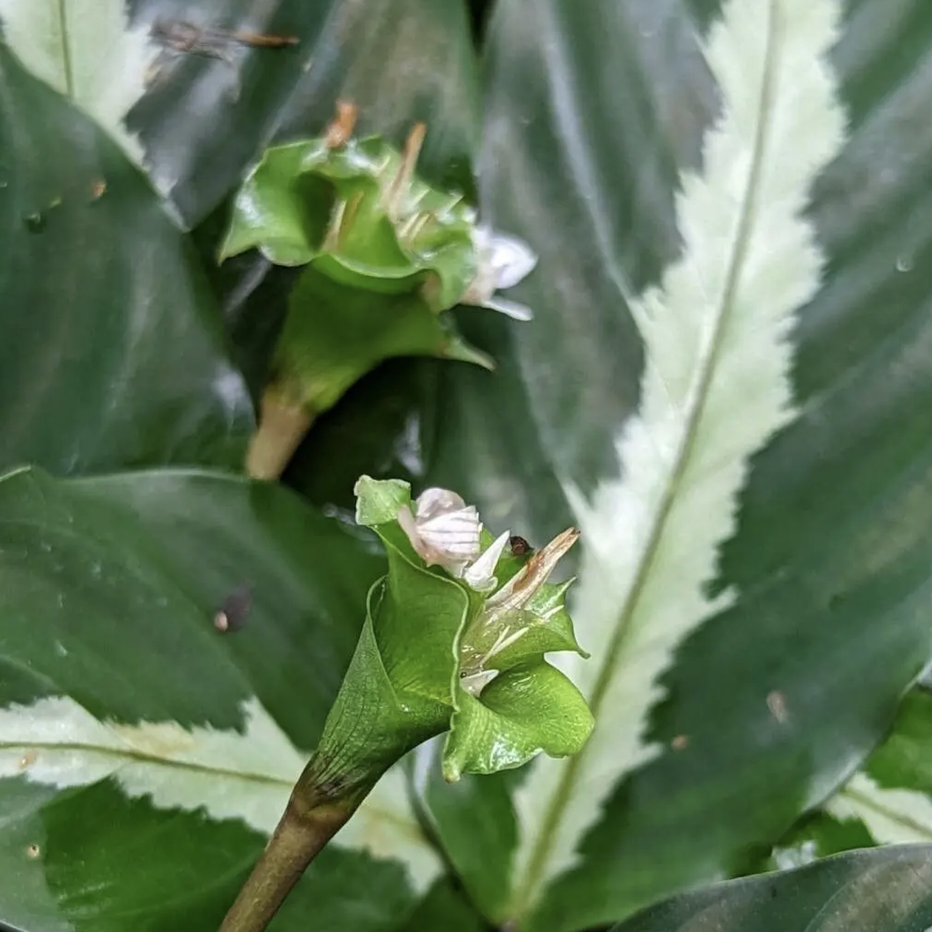 Калатея Ундулата (Calathea Undulata) D7см