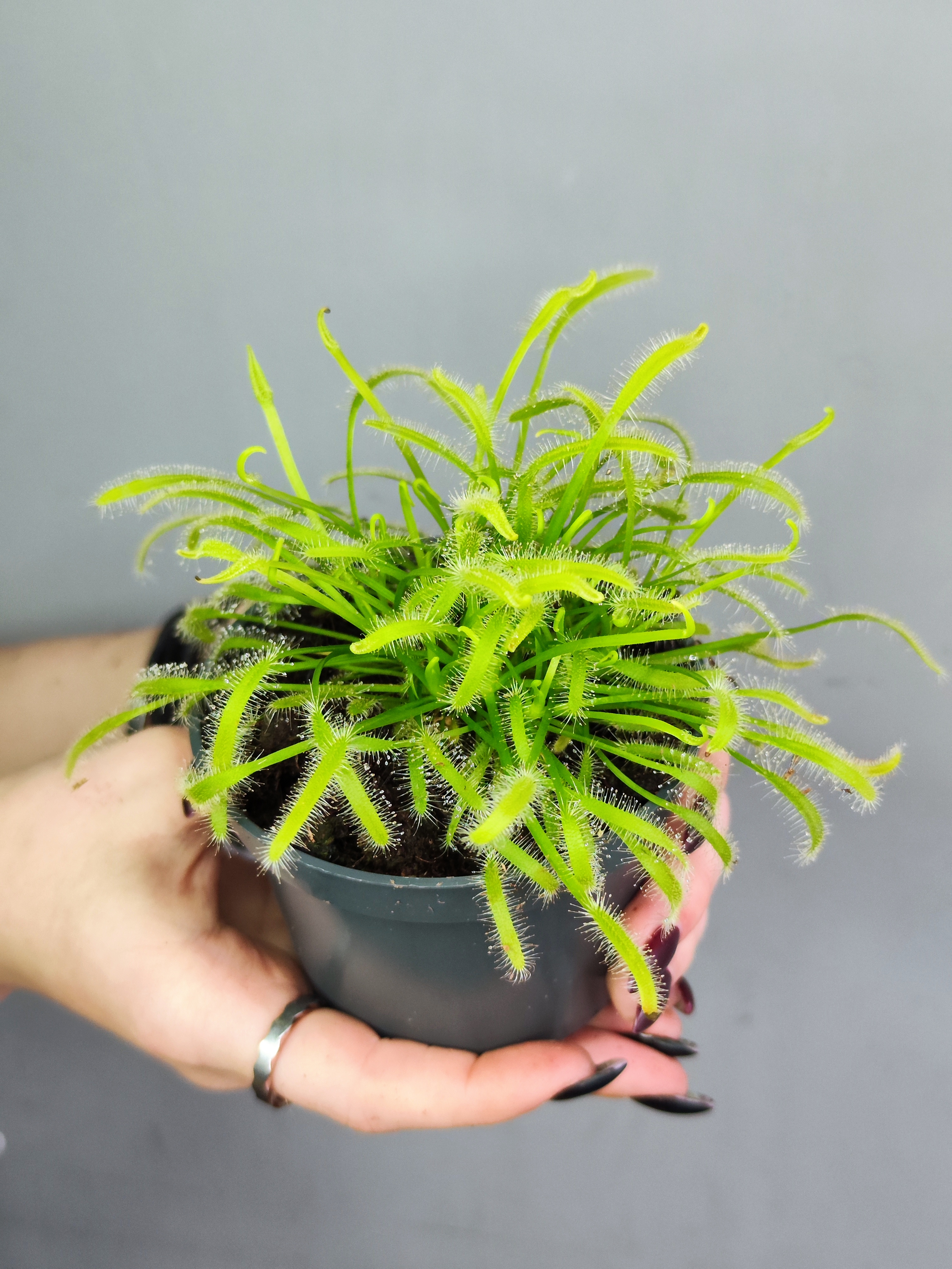 Росянка Альба (Drosera Alba) D9см