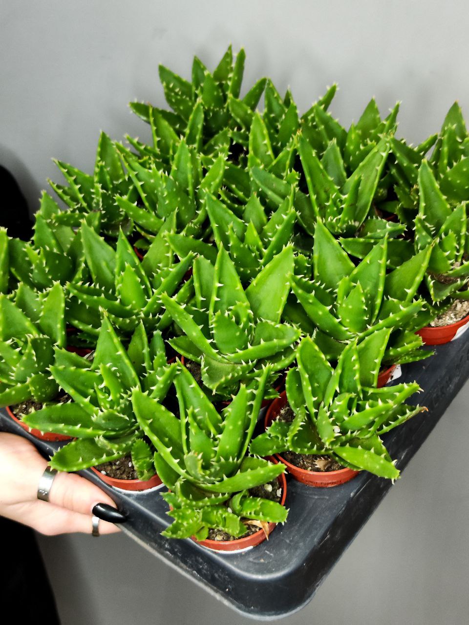 Алоэ Митриформис (Aloe Mitriformis) D5см