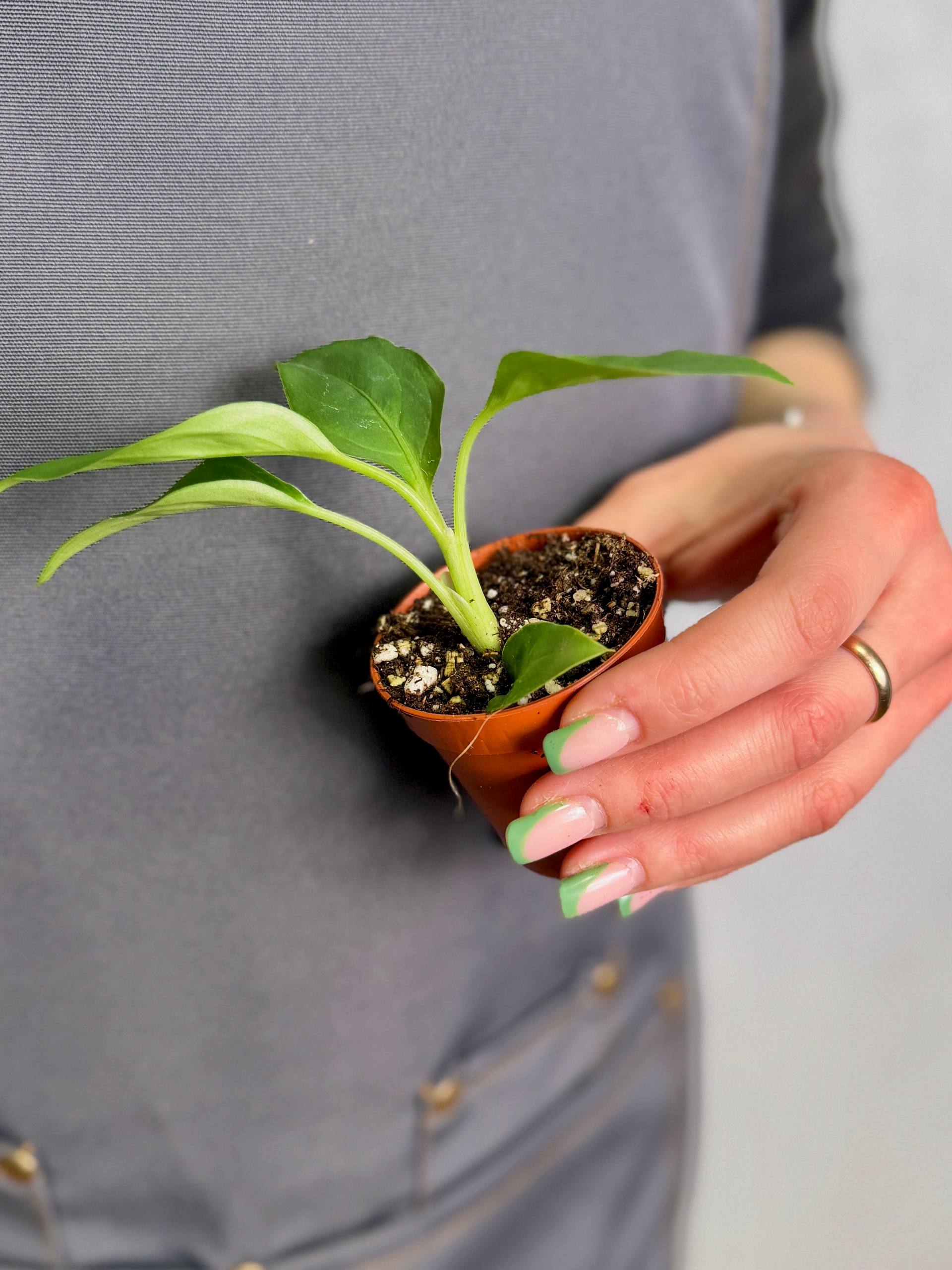 Диффенбахия Тропик Марианна (Dieffenbachia Tropic Marianne) D6см