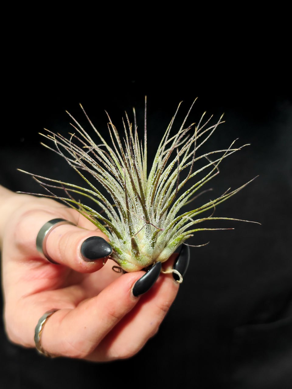 Тилландсия Ионанта Вайт (Tillandsia Ionantha White)