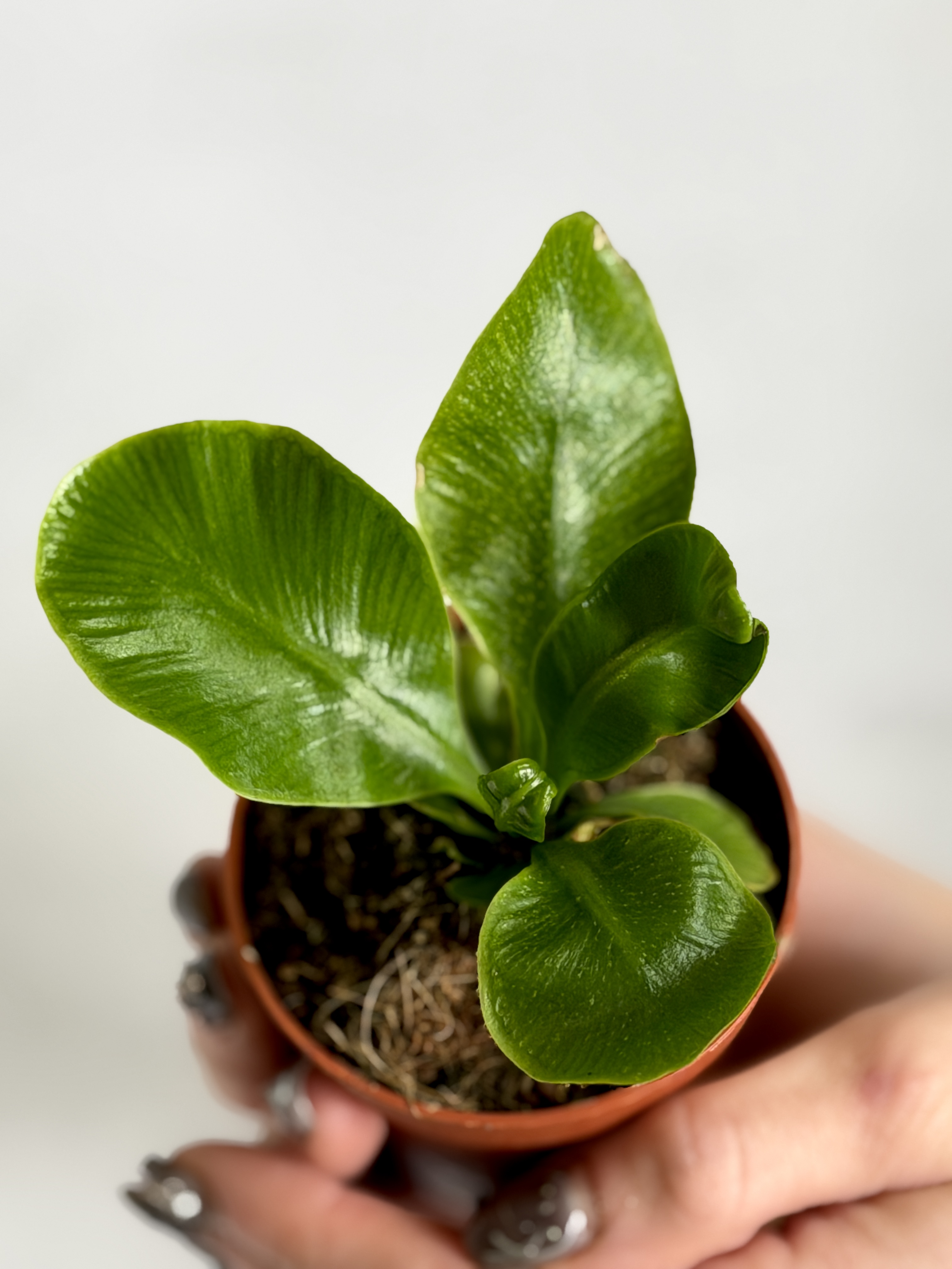 Асплениум Кобра (Asplenium Nidus Cobra) D7см