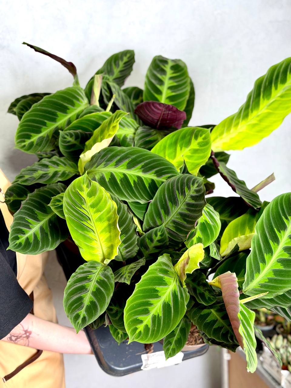 Калатея Варшевича (Calathea Warscewiczii) D12см