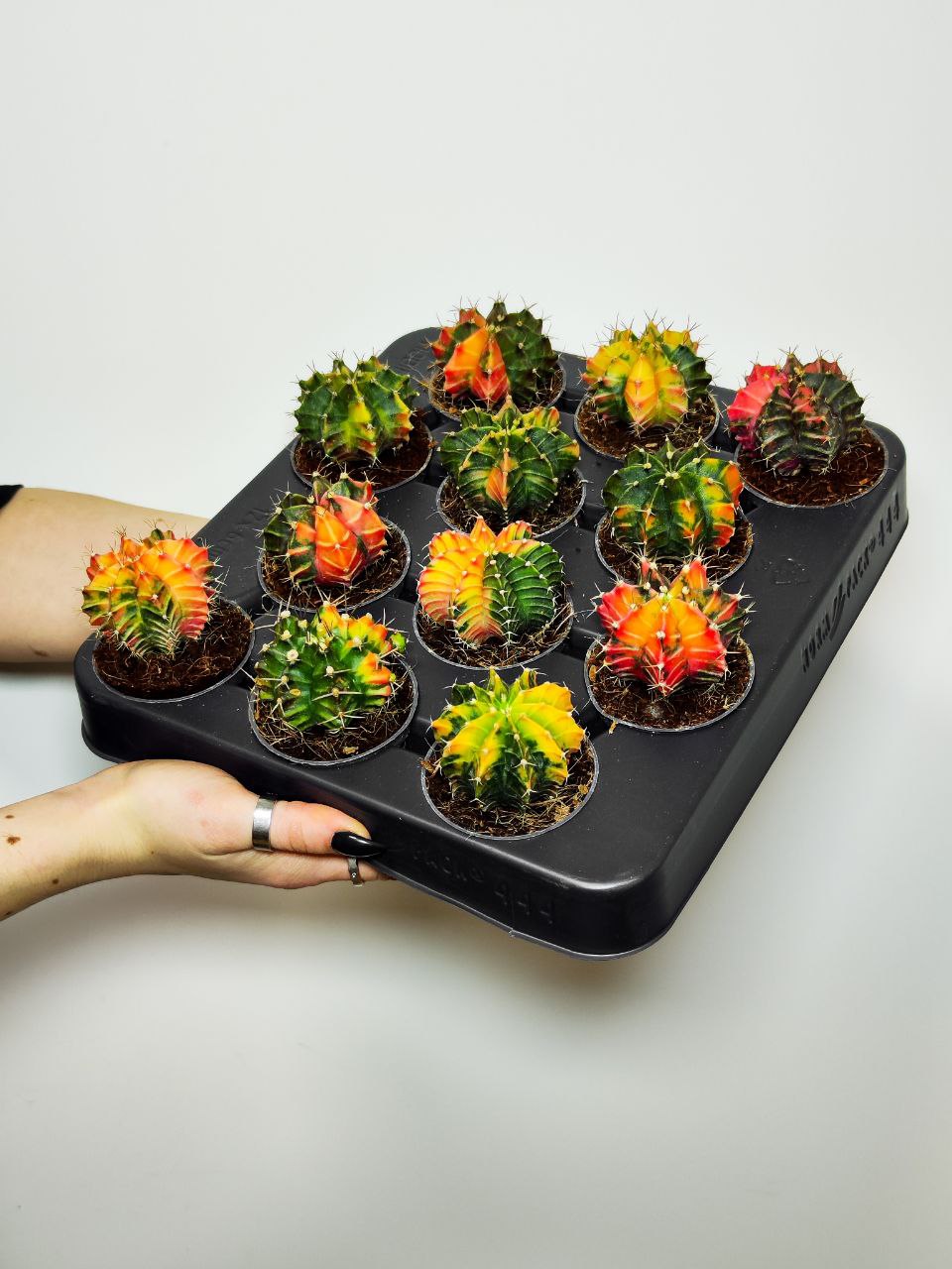 Кактус Гимнокалициум Михановича Вариегатный (Gymnocalycium Mihanovichii Variegata) D6см
