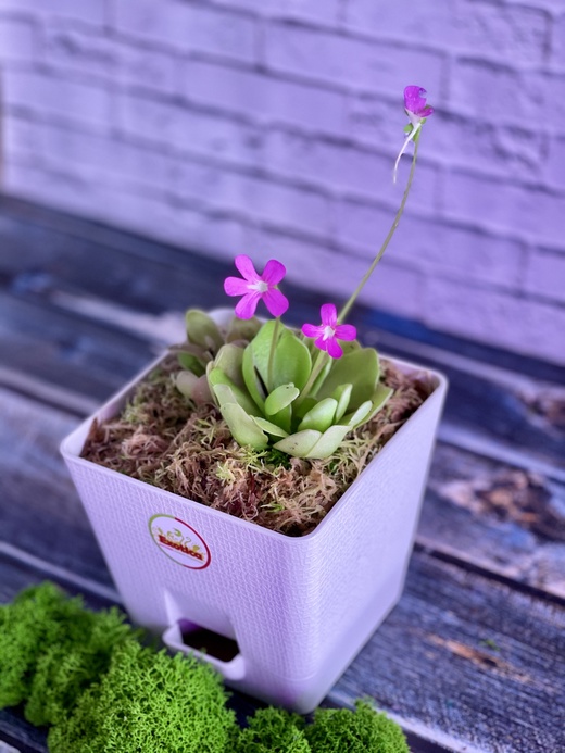 Жирянка Весера (Pinguicula weser) пересаженная D12см