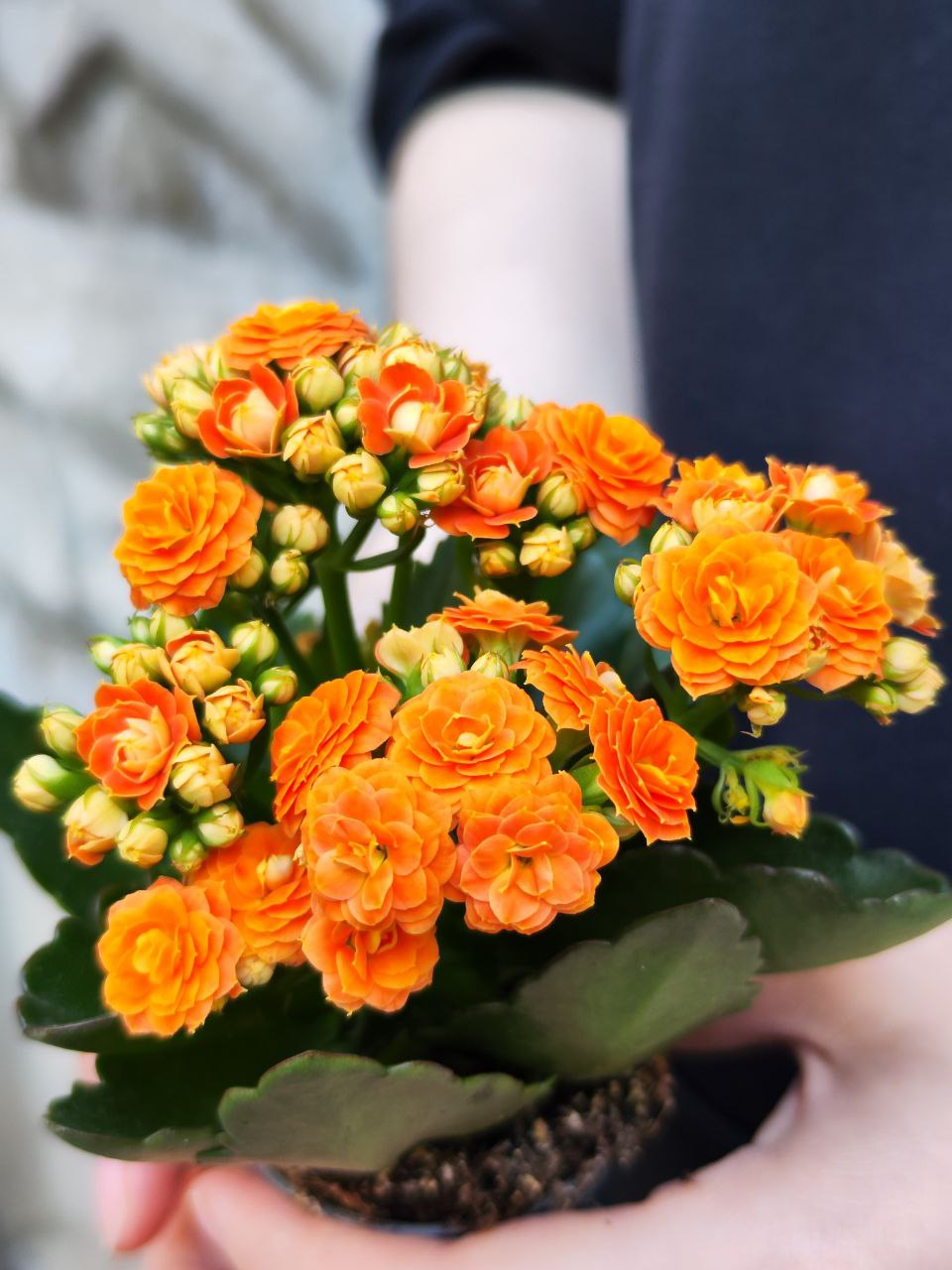 Каланхоэ Розалина Персиковая (Kalanchoe Rosalina Orange) D6см