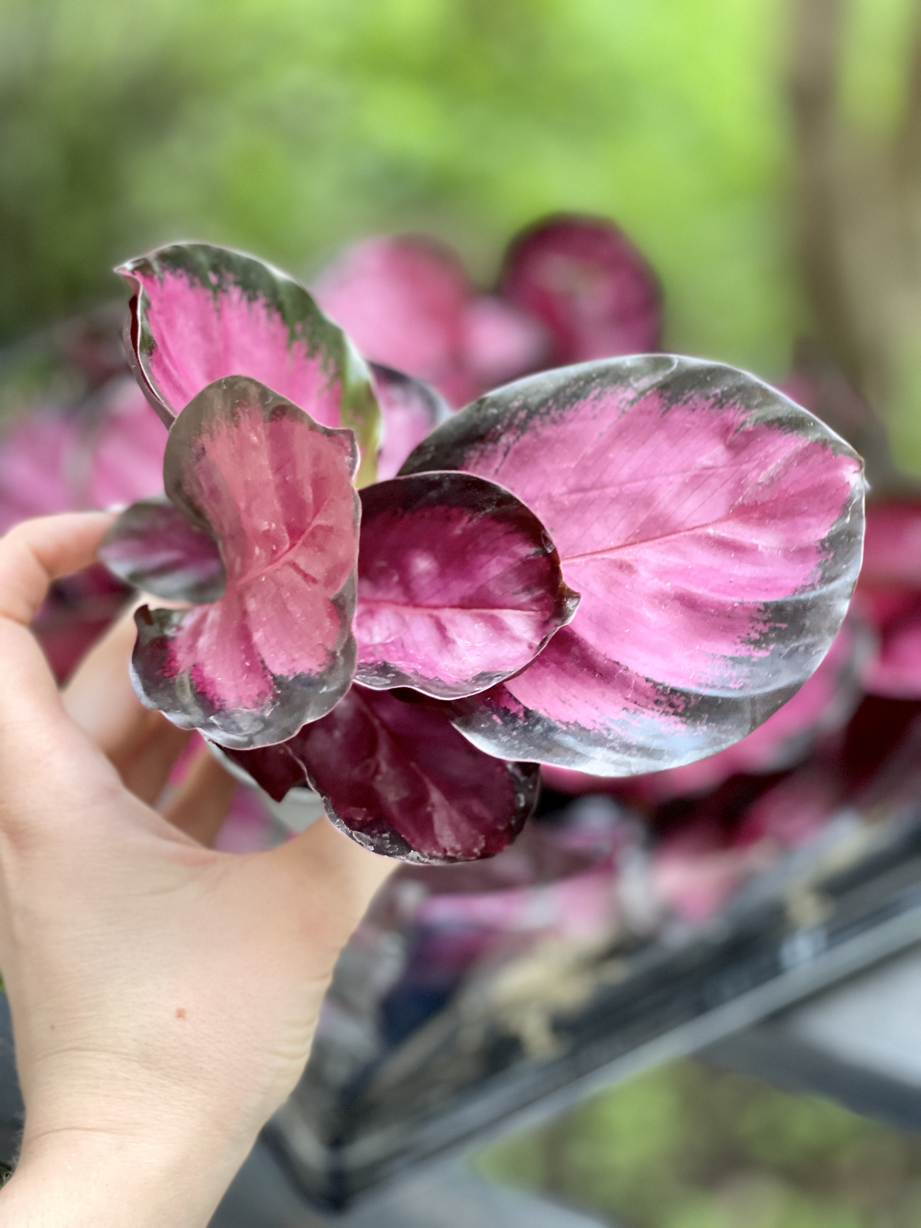 Калатея Розеопикта Кримсон (Calathea Roseopicta Crimson) D6см