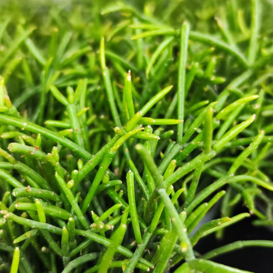 Рипсалис Кассута (Rhipsalis Cassutha) D5см