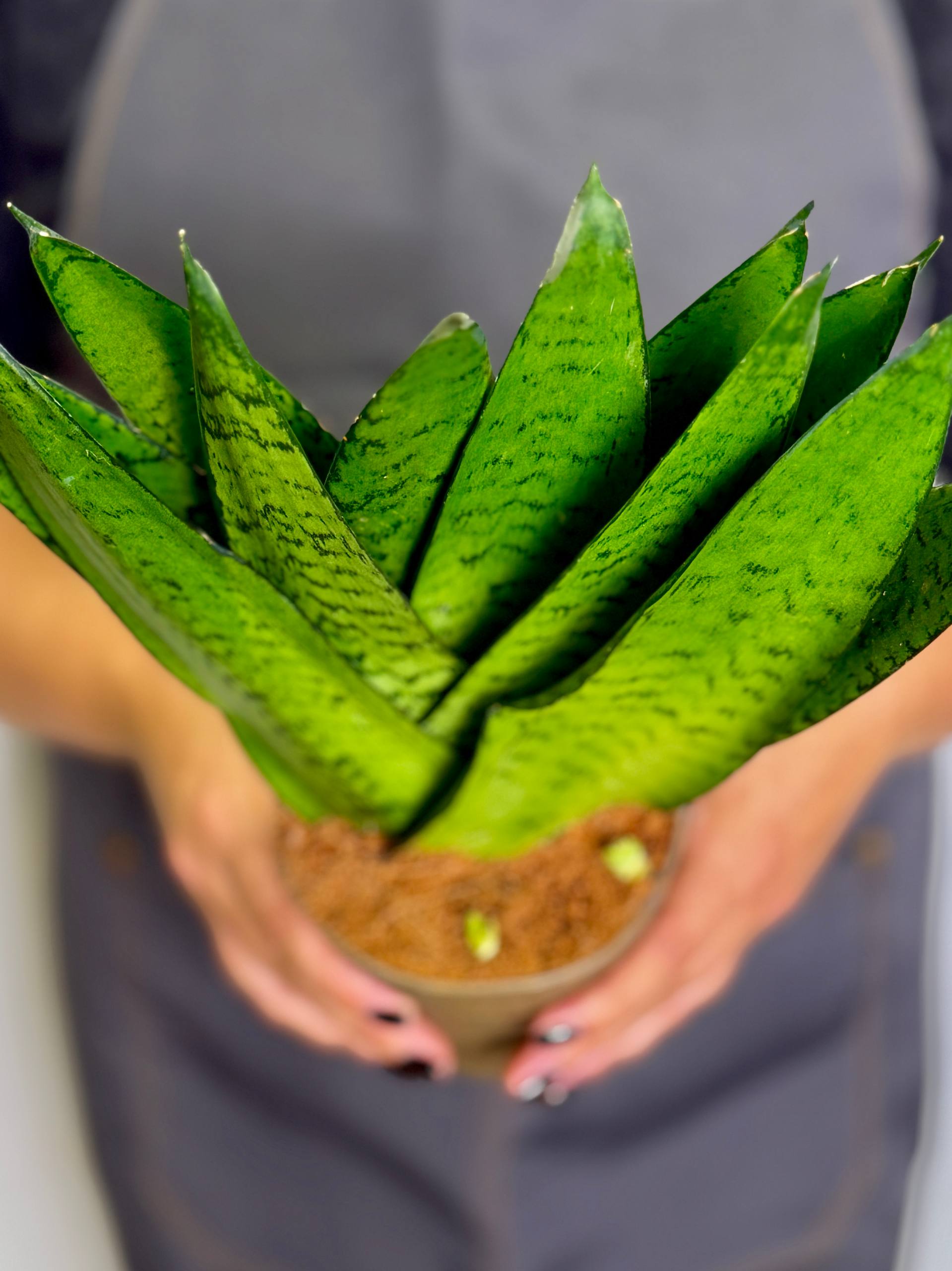 Сансевиерия Зейланика Фан (Sansevieria Zeylanica Fan) D12см