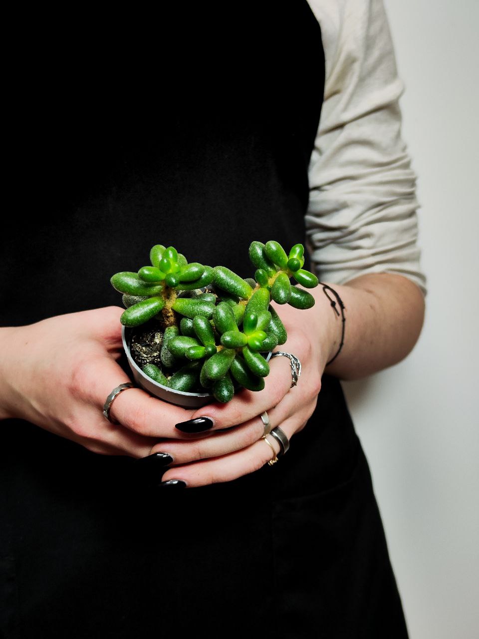 Седум Хернандеса (Sedum Hernandezii) D6,5см