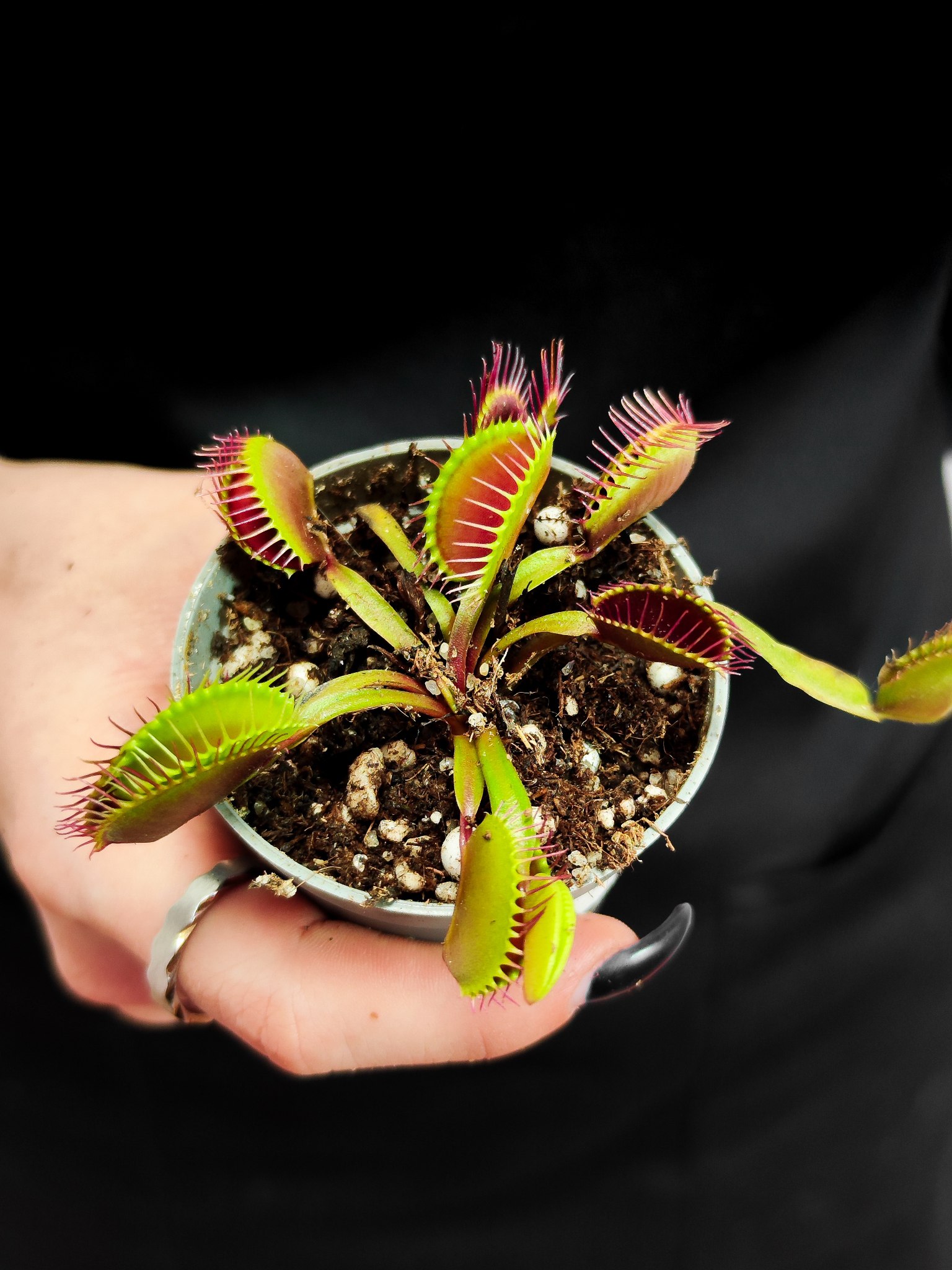 Венерина Мухоловка G16 (Dionaea Muscipula G16) D5см
