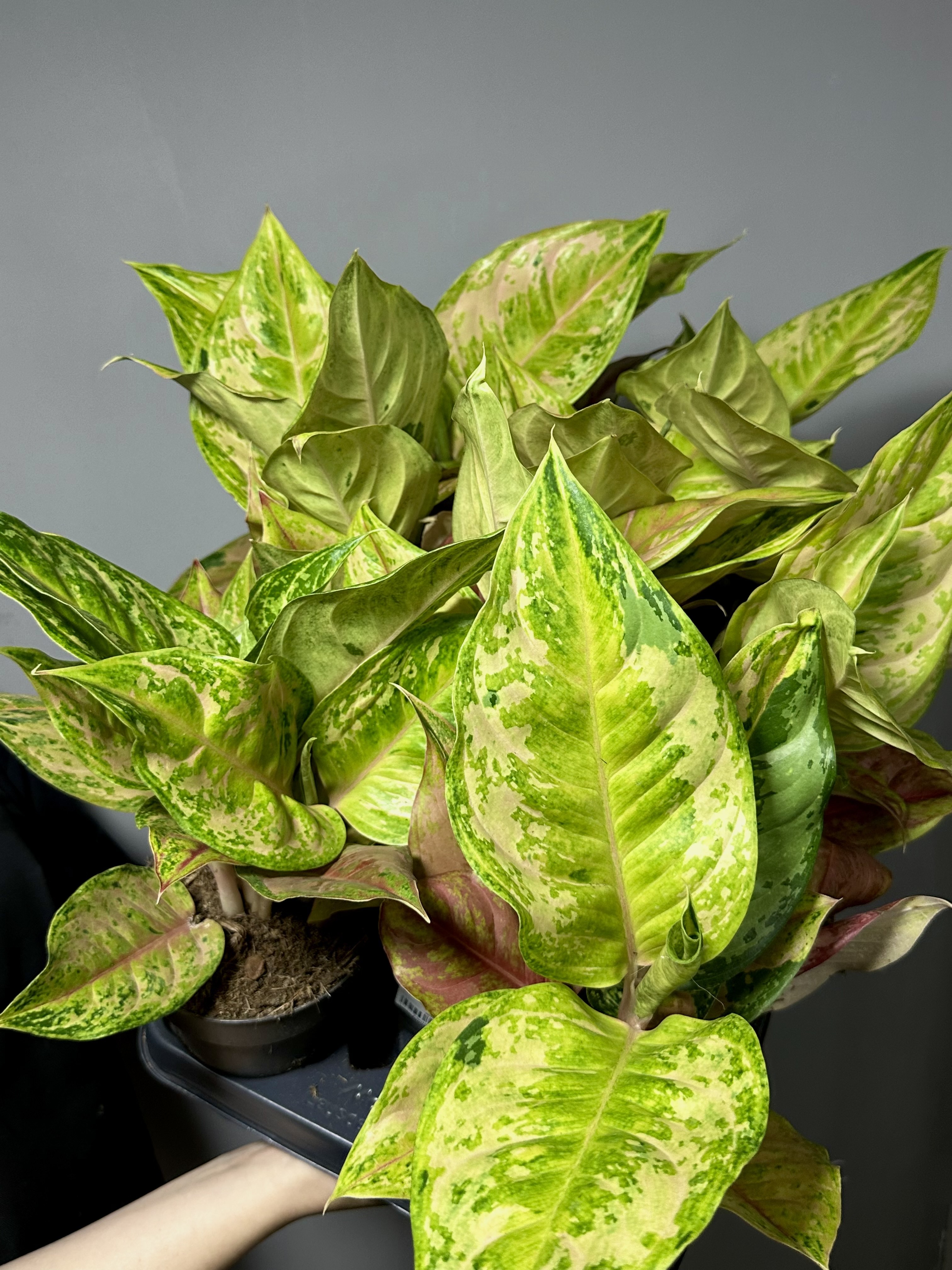 Аглаонема Пастелла (Aglaonema Pastella) D12см