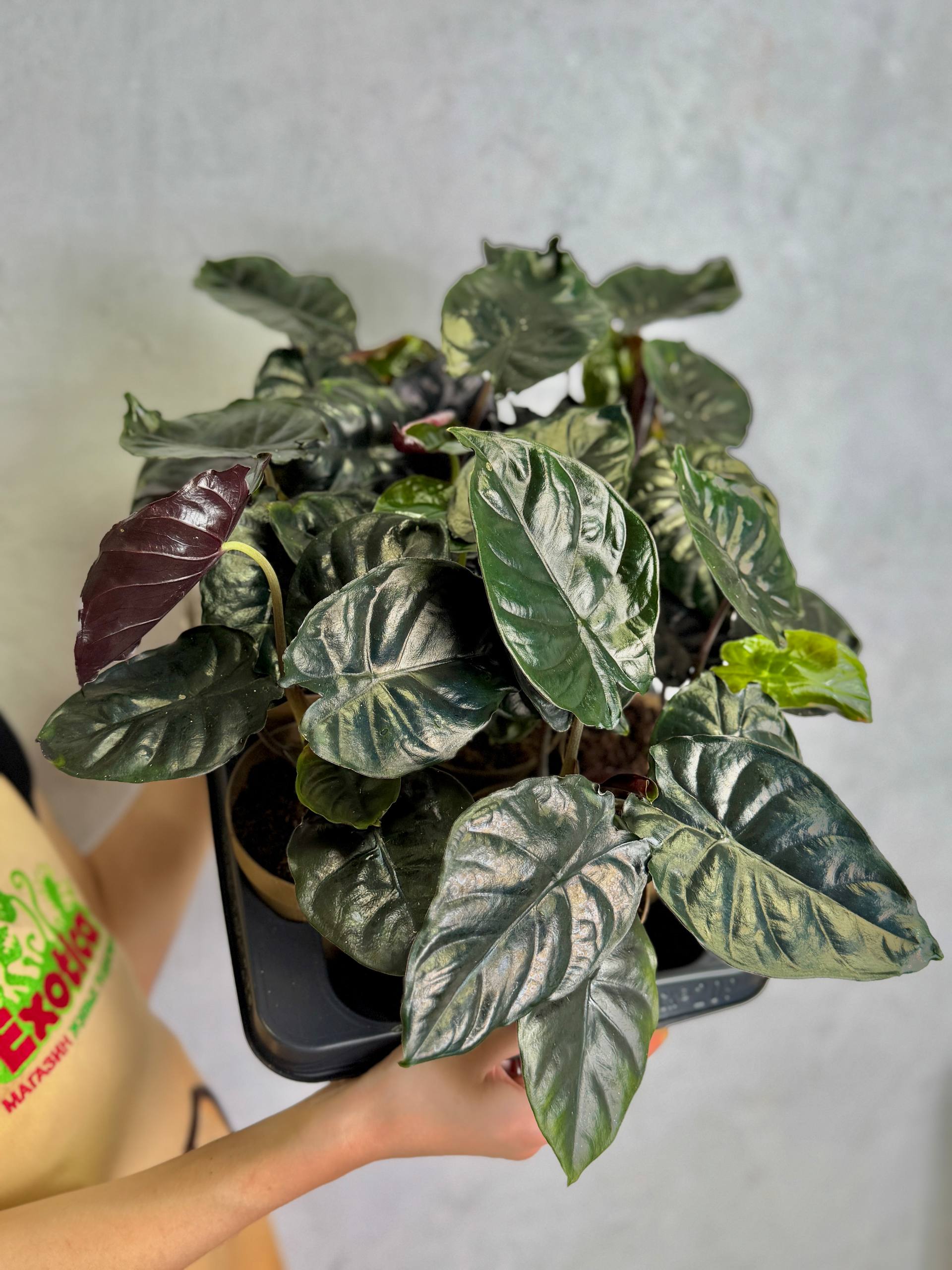 Алоказия Блэк Мэджик (Alocasia Black Magic) D11см