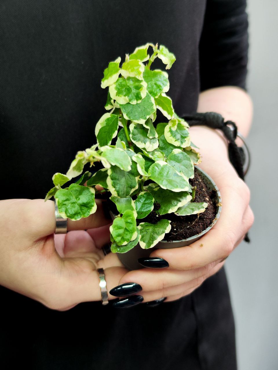 Фикус «Пумила Белла Санни» (Ficus Pumila Belle Sunny) D6см