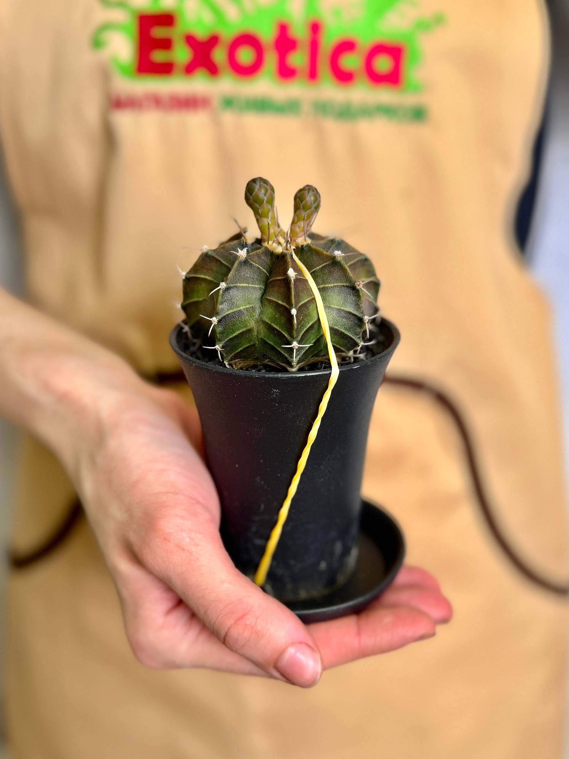 Гимнокалициум Фридриха (Gymnocalycium Friedrichii) D7,5см
