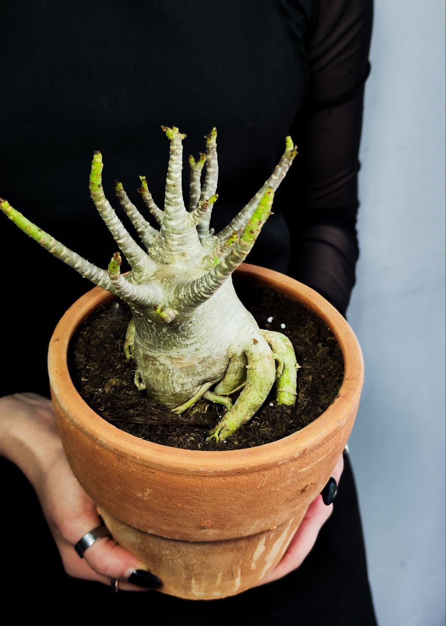 Адениум Ансу Баобаб (Adenium Ansu Baobab) D15см