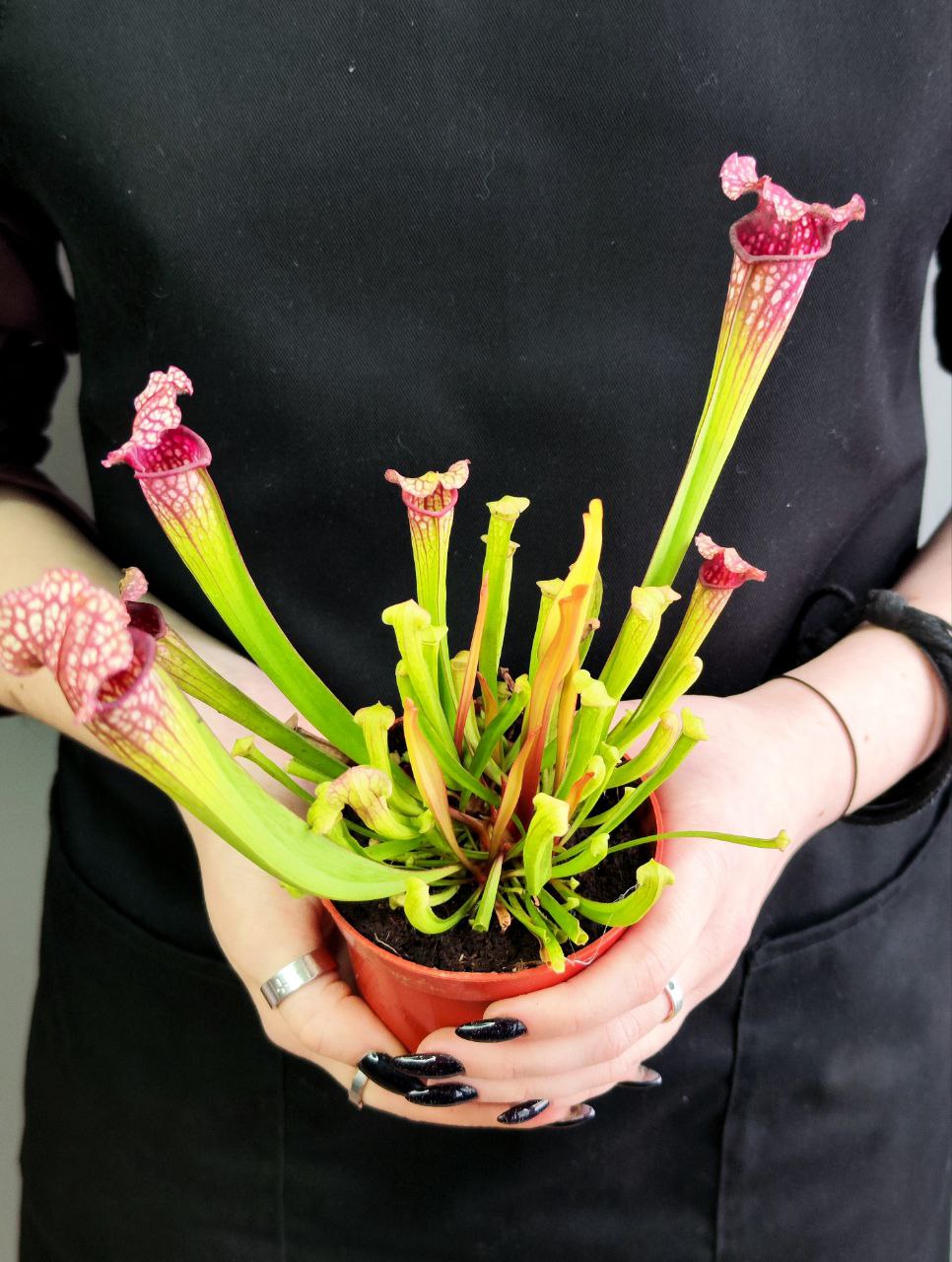 Саррацения Лейкофилла Красная (Sarracenia Leucophylla Red) D9см