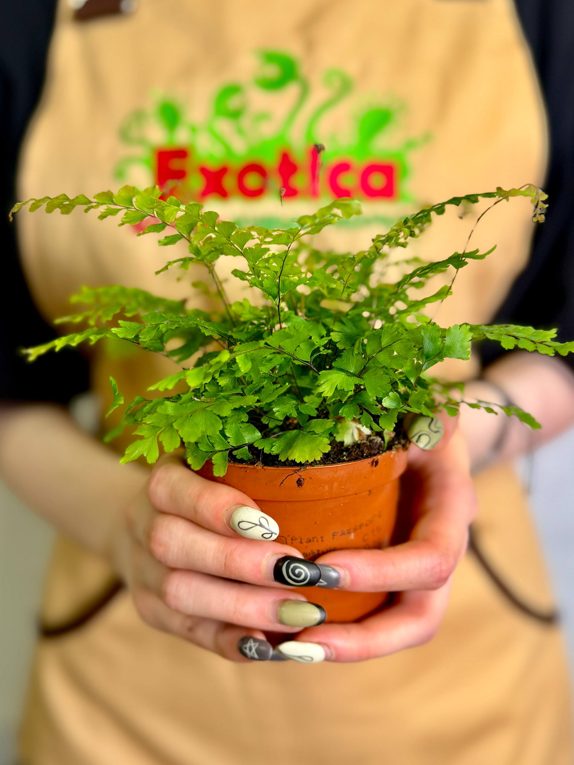 Адиантум Бронз Венус (Adiantum Bronze Venus) D8,5см