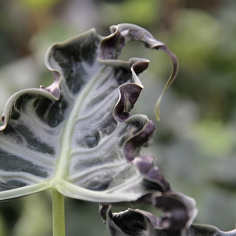Алоказия Локо (Alocasia Loco) D7см