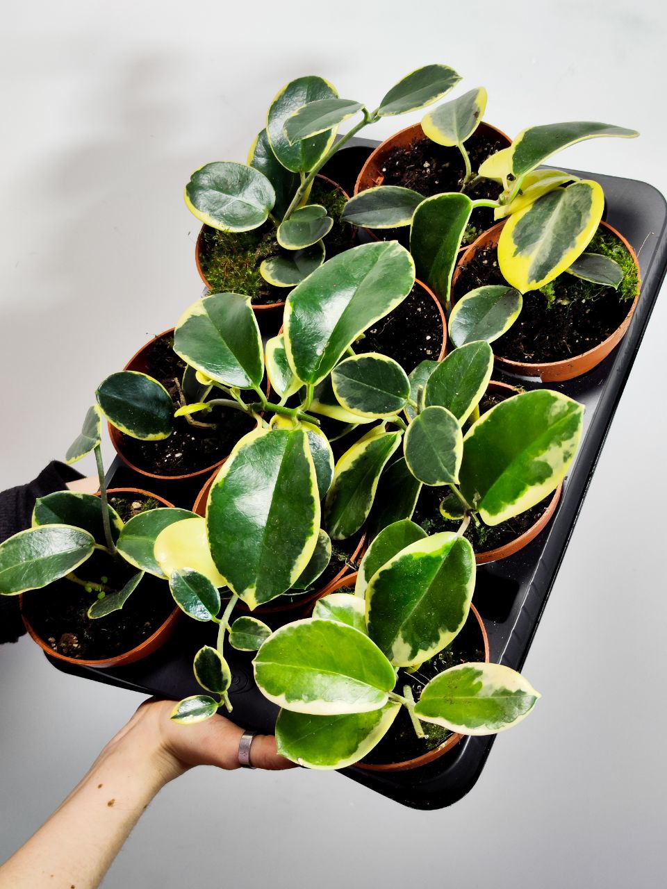 Хойя Аустралис Блонди (Hoya Australis Blondie) D10см