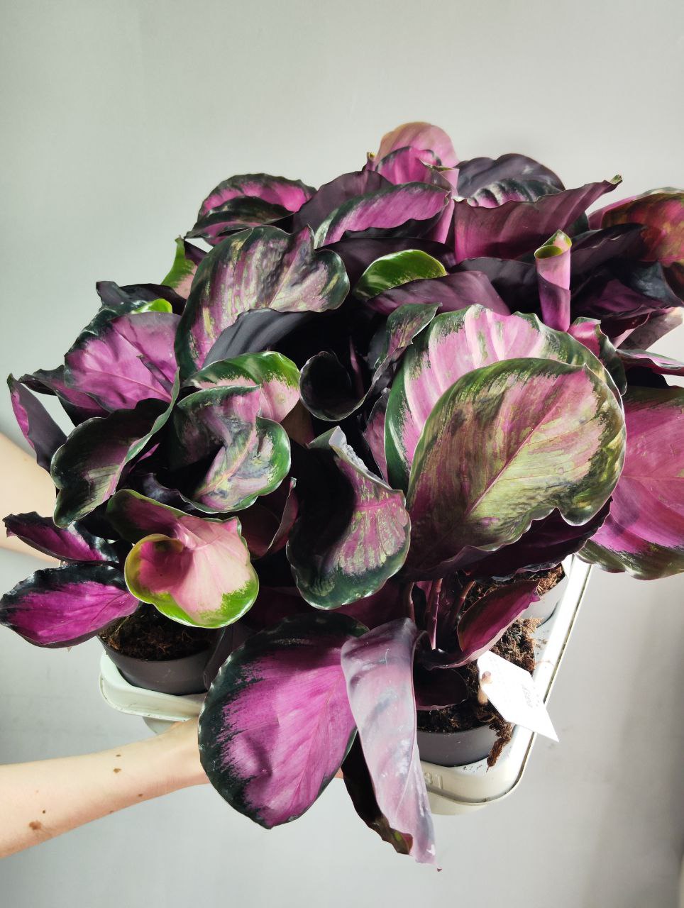 Калатея Розеопикта Рози (Calathea Roseopicta Rosy) D12см