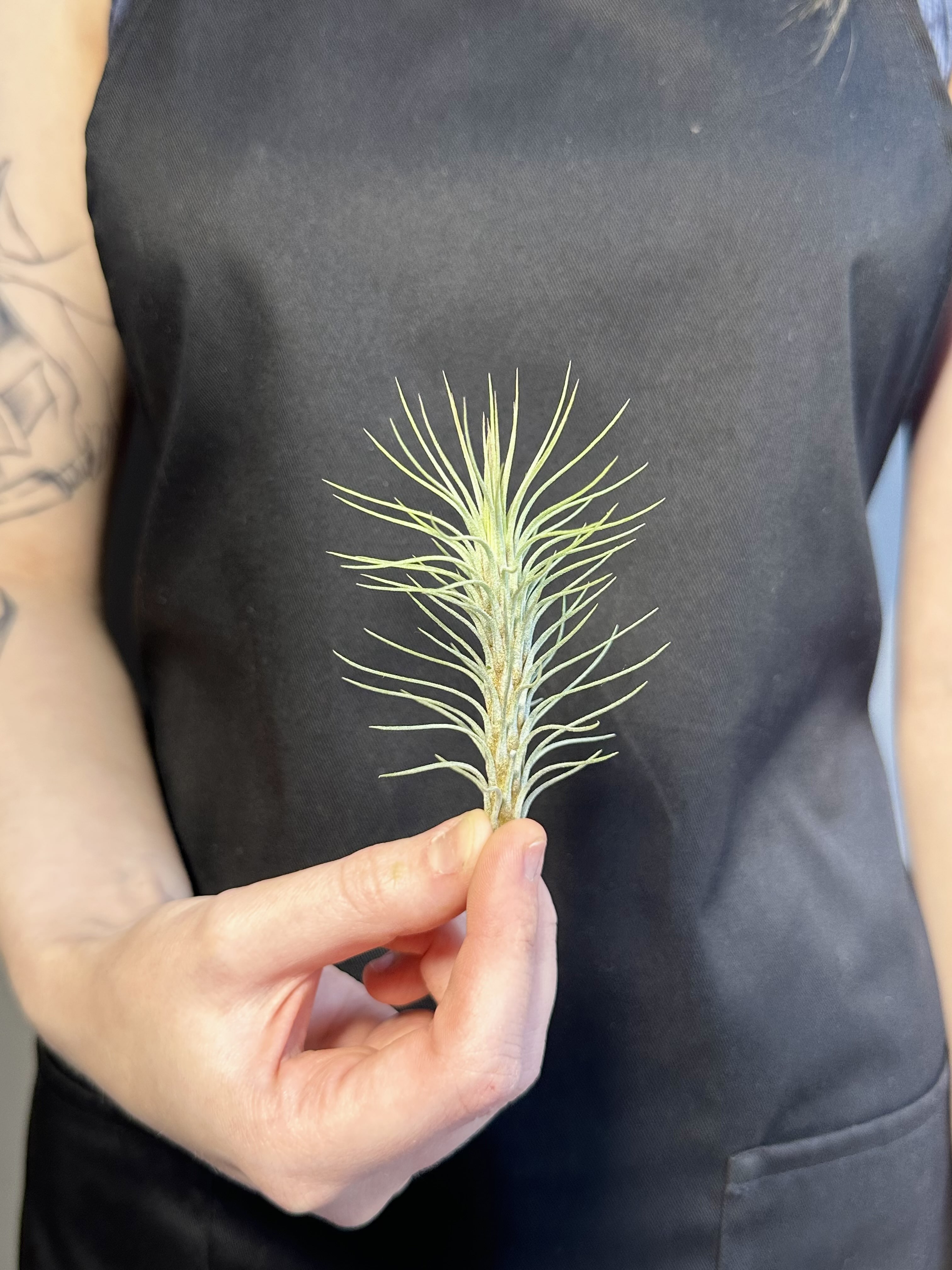 Тилландсия Фанкиана Мини (Tillandsia Funckiana Mini)