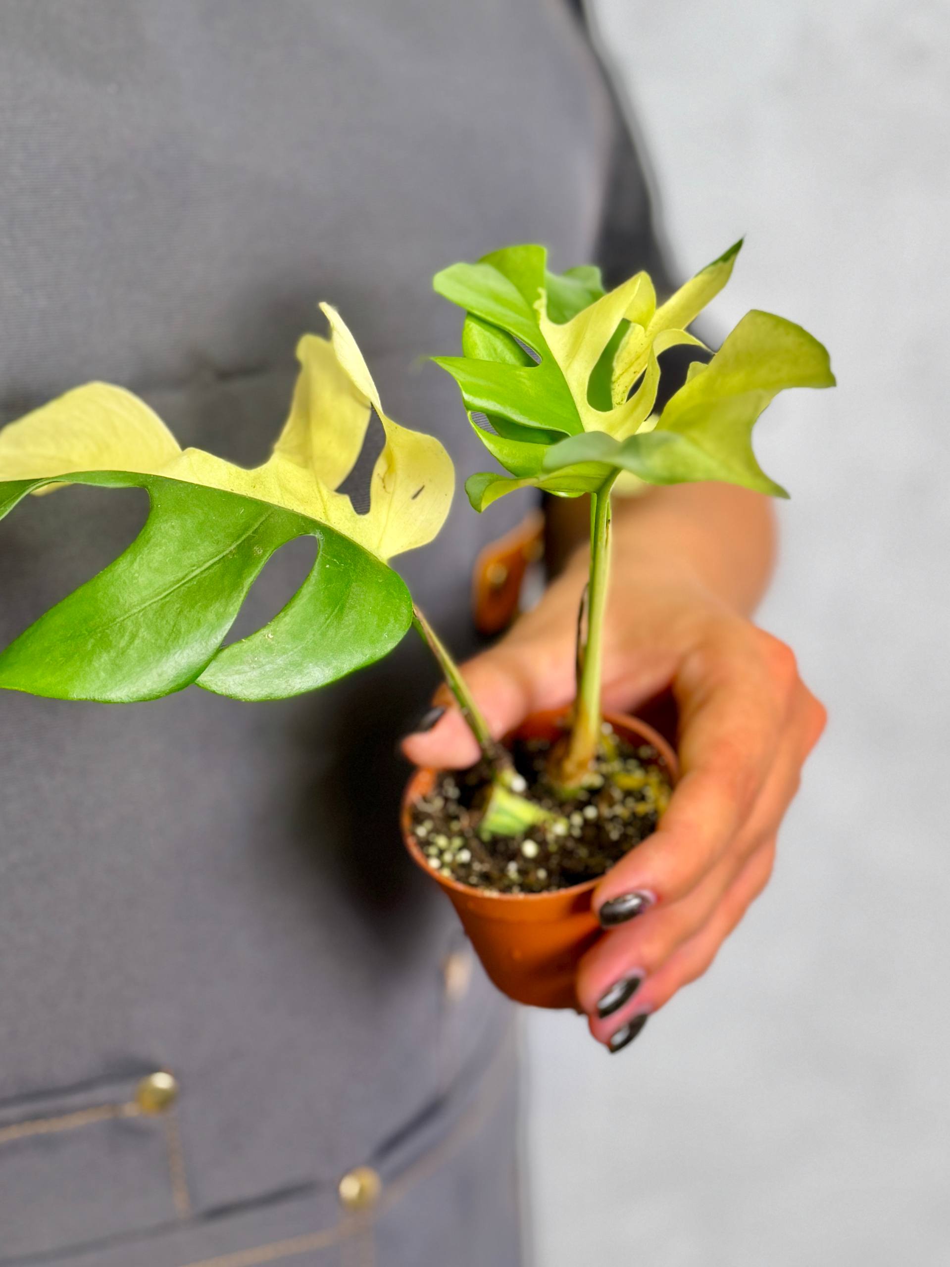 Монстера Минима Вариегатная (Monstera Minima Variegata) D6см