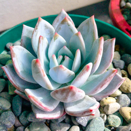 Эхеверия Блю Лотус (Echeveria Blue Lotus) D5см