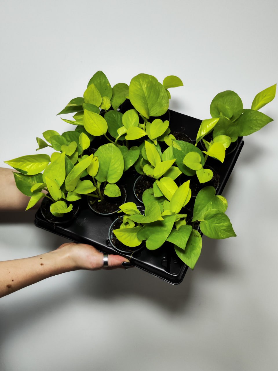 Эпипремнум Голден Потос, Сциндапсус (Epipremnum Golden Pothos) D6см