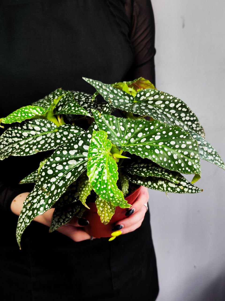 Бегония Дабл Дот (Begonia Double Dot) D12см