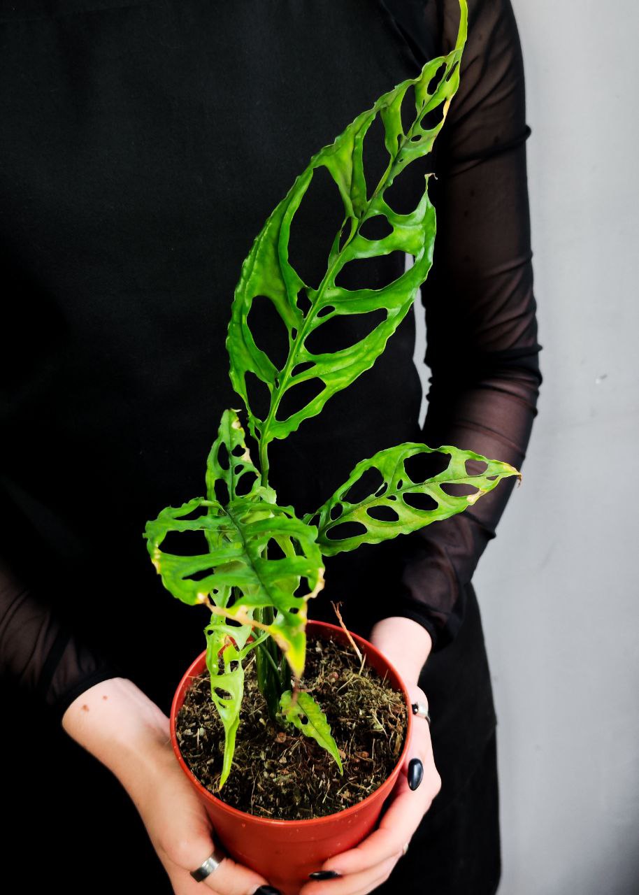 Монстера Обликва Перу (Monstera Obliqua Peru) D12см