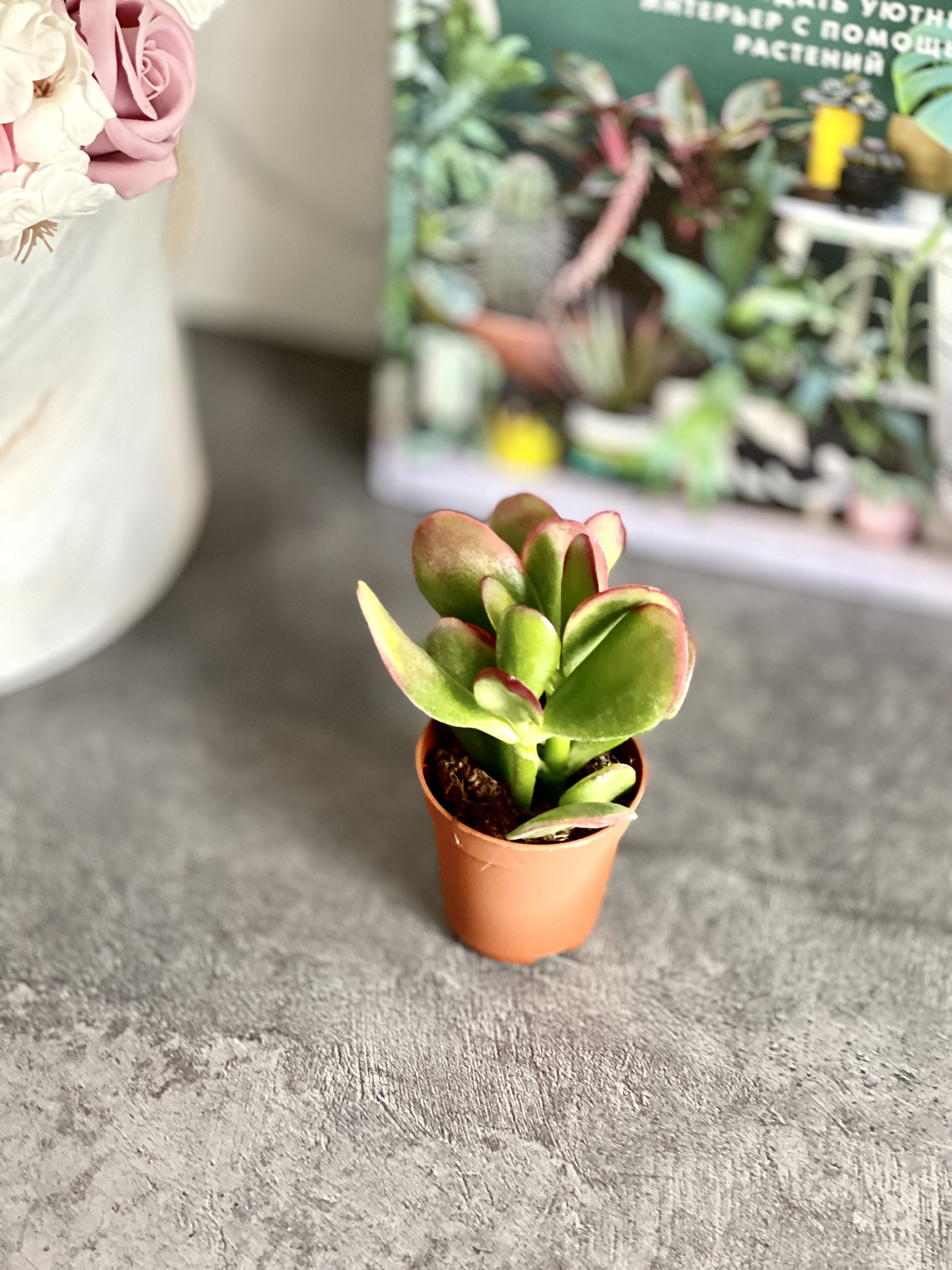 Крассула Овата Сансет (Crassula Ovata Sunset) D5см