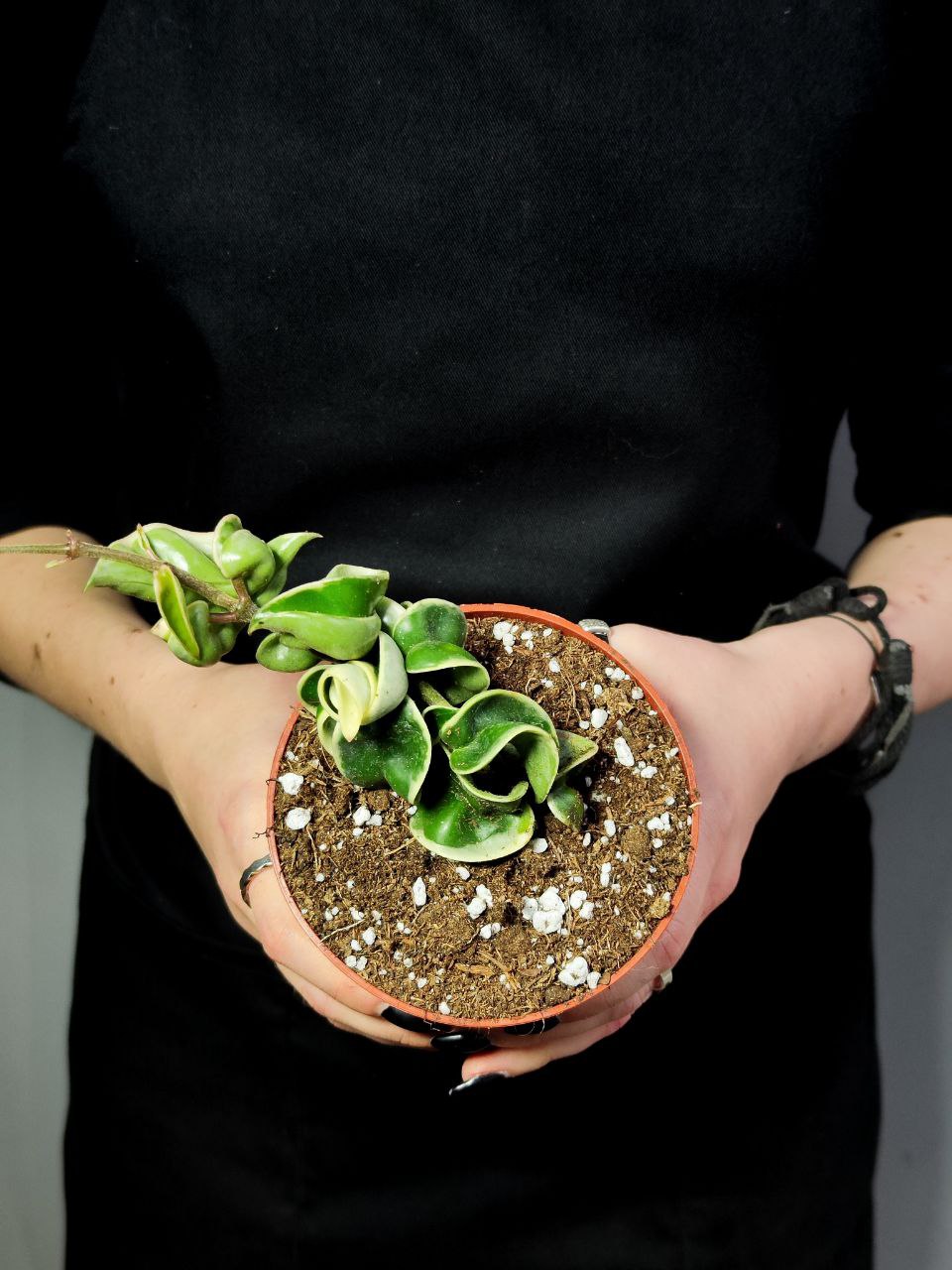 Хойя Компакта Вариегатная  (Hoya Carnosa Compacta Variegata) D10см