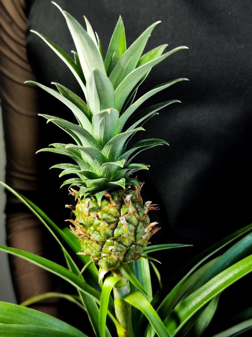 Ананас Корона (Ananas Corona) D12см
