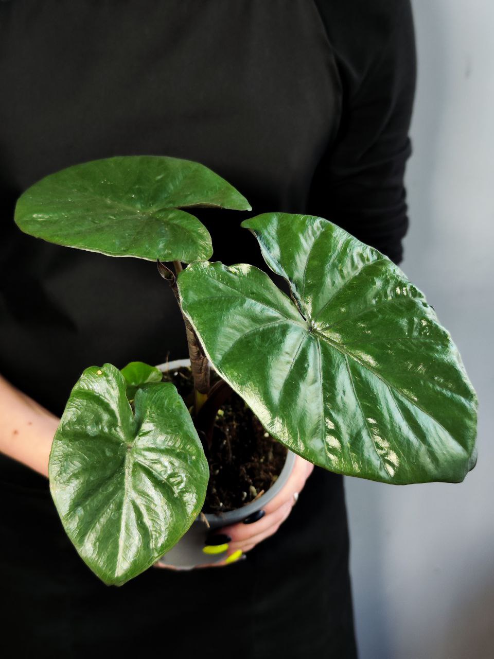Алоказия Чоколат Грин (Alocasia Chocolate Green) D12см