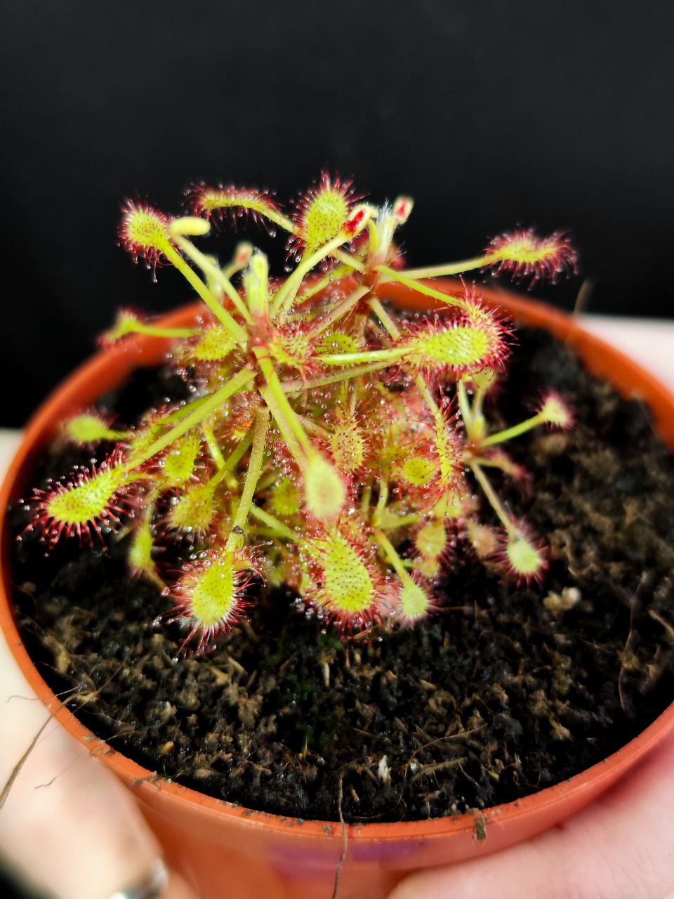 Росянка Мадагаскарская (Drosera Madagascariensis) D9см