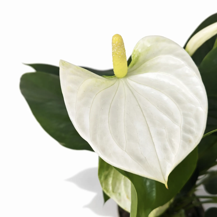 Антуриум Андреанум Кокос (Anthurium Andreanum Cocos) D12см