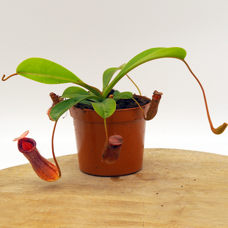 Непентес Гибрид Лоуи X Вентрикоза (Nepenthes lowii х Ventricosa) D9см