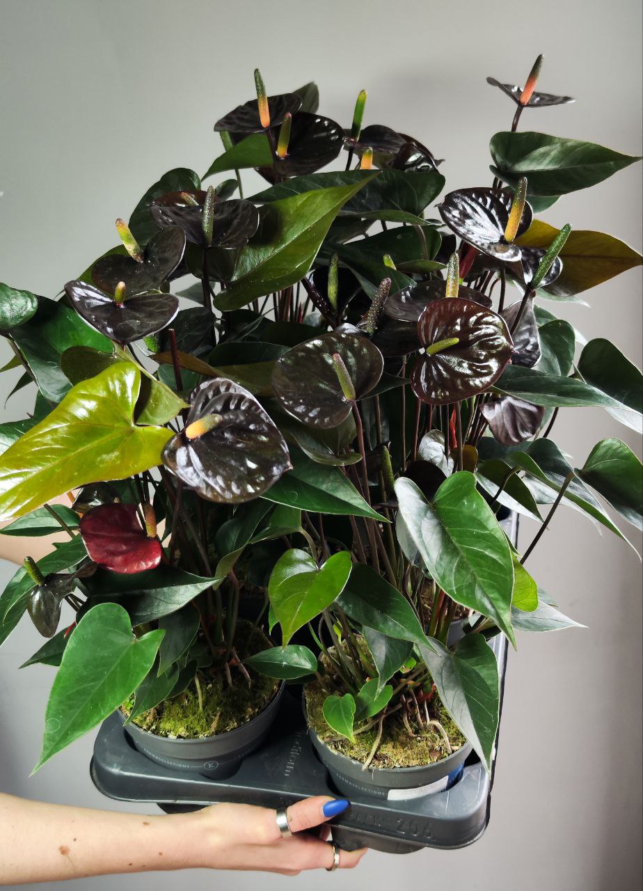 Антуриум Блэк Лав, или Черная Любовь (Anthurium Аndraeanum Black Love) D12см