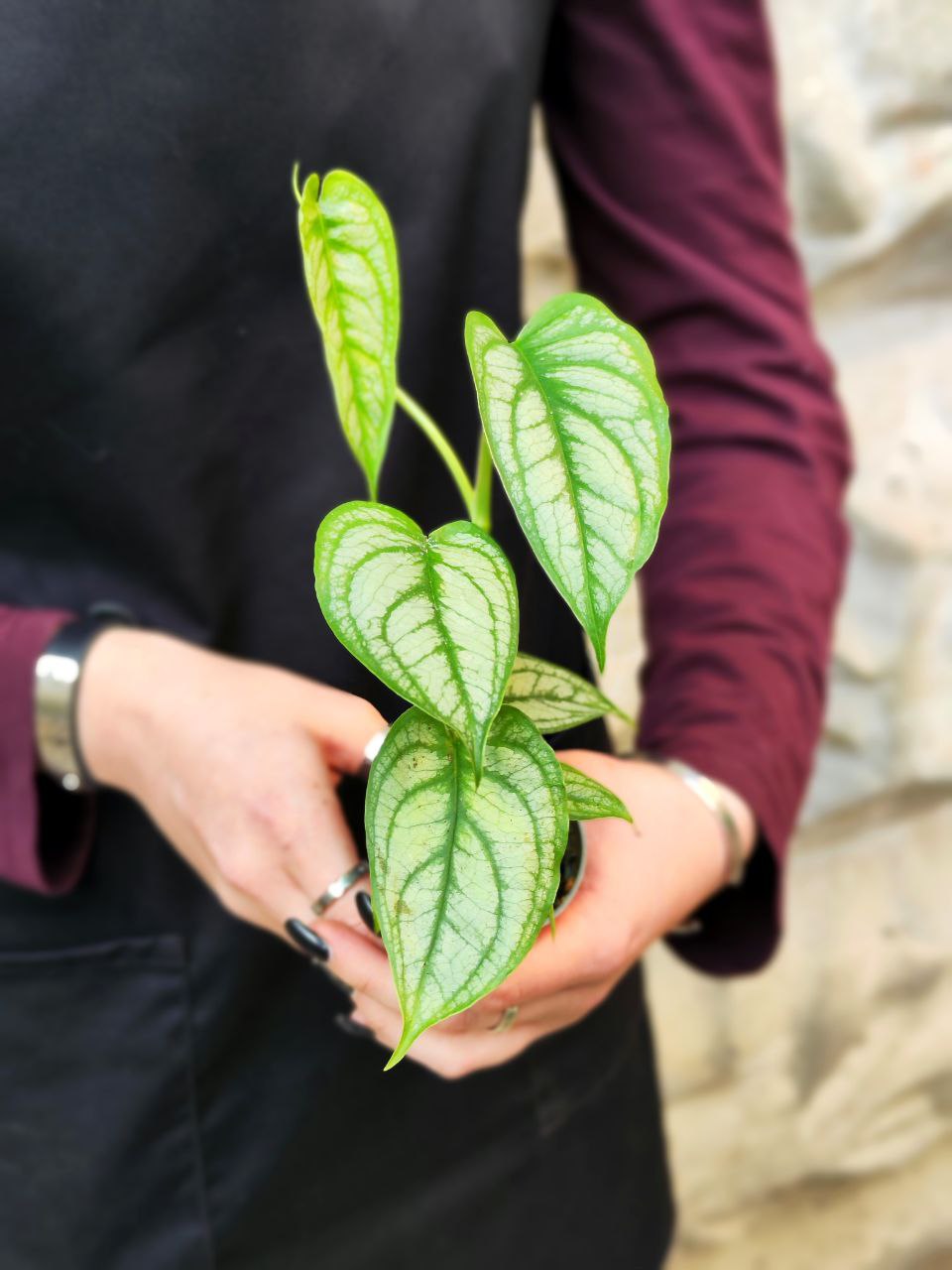 Монстера Сильтепекана, или Монстера Сальвадор (Monstera Silte pe Can) D6см