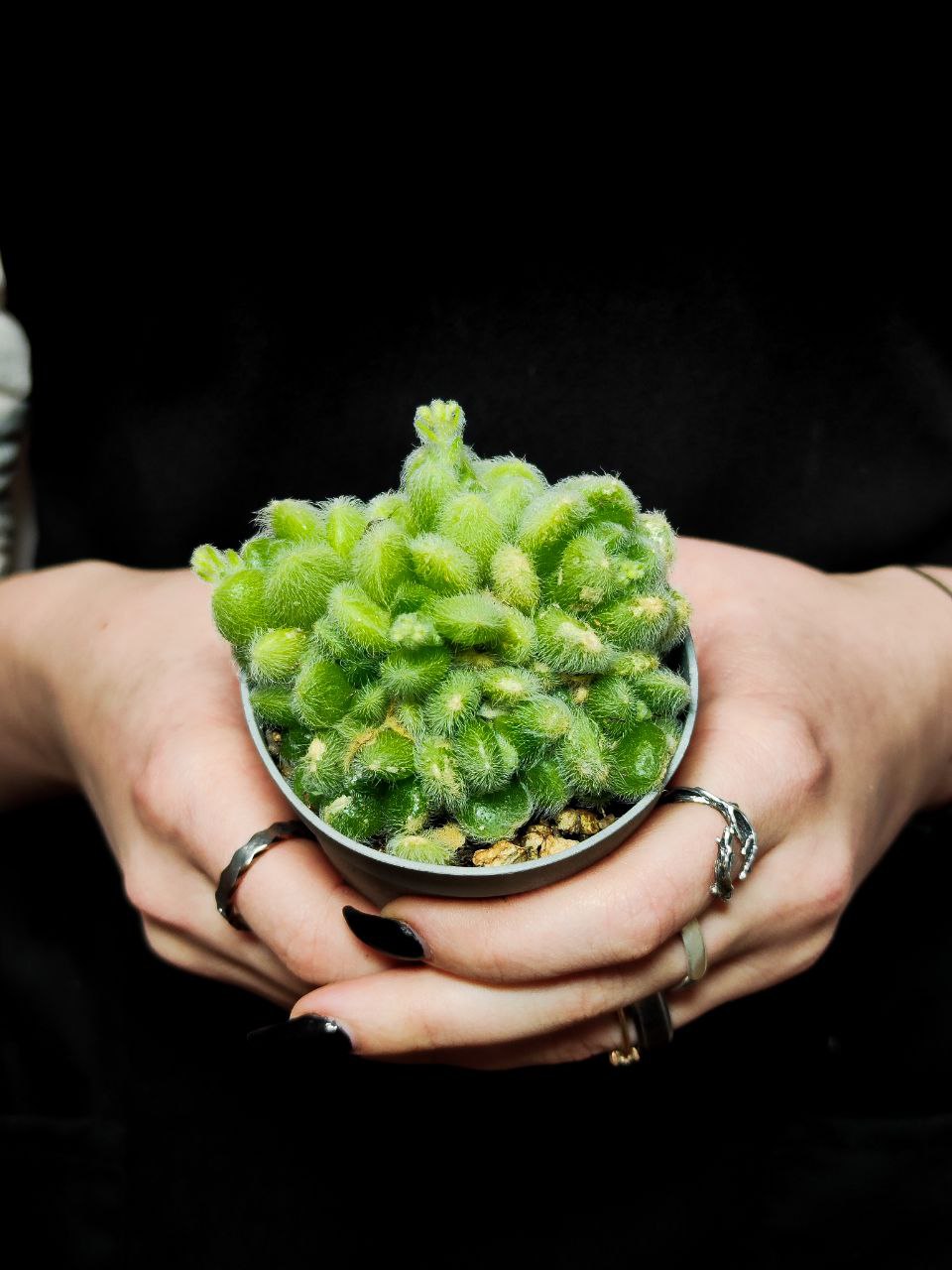 Седум Хинтони (Sedum Hintonii) D6,5см