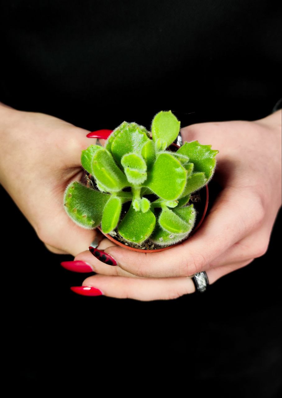 Котиледон Леди Смит (Cotyledon Ladismithiensis) D5см