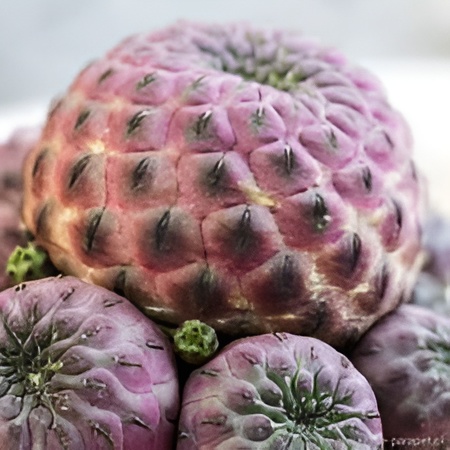 Сулькоребуция Рауша Фиолетовая (Sulcorebutia Rauschii Violet) D8,5см